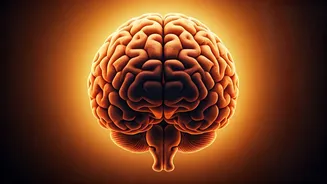 Summer Heat Alert: How 40°C Scorches Increase Stroke Risk & Brain Strain