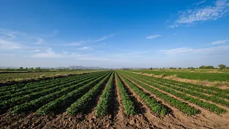A Weak September Monsoon Could Raise Fresh Produce Risks In Some Indian Regions