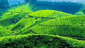 What Tea Drinkers Should Know About India's Proposed Pesticide Safety Regulations