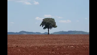 Desmatamento cai no Brasil, e agora não é hora de enfraquecer o que funcionou