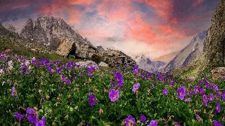 Valley of Flowers National Park reopens in 2026: Everything you need to know before visiting Uttarakhand’s floral paradise