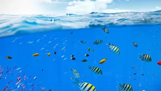 How Lakshadweep Eco-Tourism Regulations Limit Coral Degradation While Welcoming Responsible Vacationers