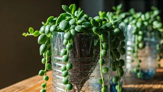 Propagate Trailing Jade Plants At Home Using Recycled Bottles