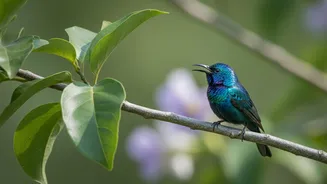 Birdsong's Variety May Grow From a Limited Set of Reusable Patterns