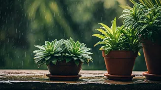 Monsoon Plants Need Drainage And Discipline