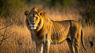 Asiatic Lion Territory Is The June Travel Magnet
