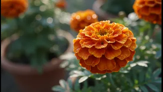 Marigold Pots Have Entered Pollinator Planning