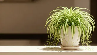 Spider Plants Are The Safe Greenery Upgrade