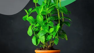 Research Explores The Real Impact Of Indoor Plants On Air Quality