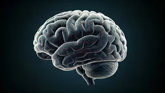 Brain 'Logs Off': The Sleep-Deprived Mind