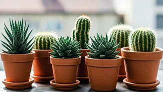 7 Balcony Cactus Gems for Your Indoor Garden