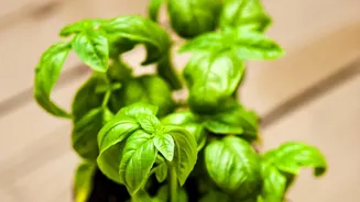 Balcony Herb Gardening During Rains: How To Grow Basil, Mint, And Lemongrass