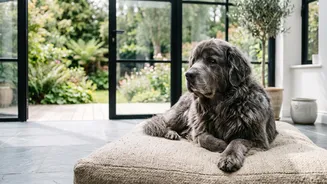 DNA Study On Why Large Dogs Age Faster Explained: Biological Age Can Differ From Calendar Age