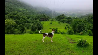 Monsoon Pet Care: Protecting Your Pets in India's Wet Season