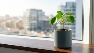 Nifty 50 Index Funds or Flexi-Cap Funds? Picking Small SIPs For Tier 2 Investors
