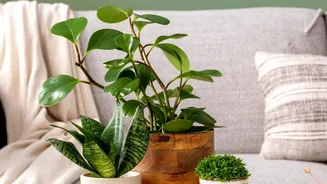 Ceramic Planters Can Turn Indoor Plants Into Part Of The Room Design Is The Main Development, But Planter Scale Should Match Both The Plant And The...