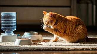 How Consistent Routines Upgraded Overall Quality Of Life For Cats