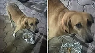 Mumbai: Stray Dog Sandy Uprooted From Colaba Police Colony Finds Safe Home In Alibaug Amid Controversy