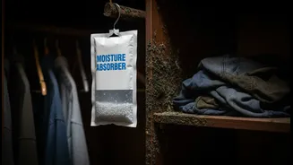 How To Target Hidden Wardrobe Mould In Rented Apartments Using Moisture-Absorbing Hanging Packs