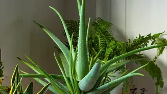 Grouped Ceramic Pots Can Create A More Cohesive Indoor Display Keeps The Focus On Real-World Use