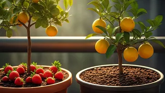 Balcony Gardening Is Entering Its Fruit Era