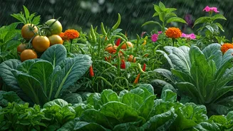 Monsoon Is Perfect For Growing These Plants
