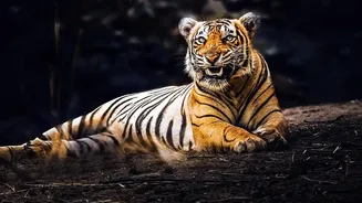 New Wild Tiger Estimate Shows Nepal More Than Tripling Its 2010 Count