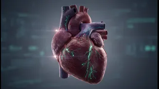 Organ-Age Research Could Shape Future Screening