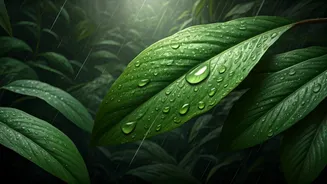 Earth's Driest Dreams: Unveiling the 5 Rainiest Spots on the Planet