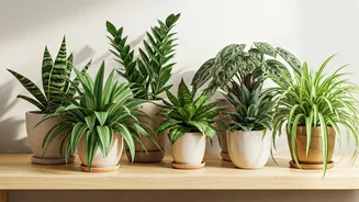 Monsoon Plants Are Built For Busy People