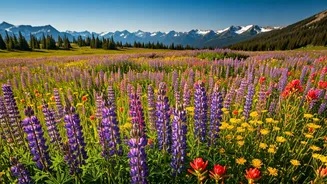 June Trekkers Get First Access To Bloom Magic