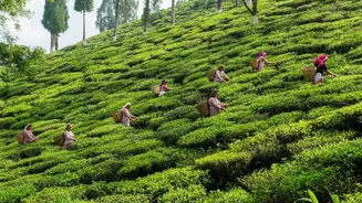 Tea Estates of India: Unmissable plantations that redefine serenity and scenic luxury