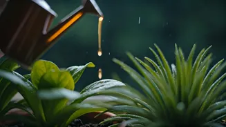 Organic Liquid Seaweed Helps Balcony Gardens Survive Humid Afternoon Weather