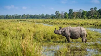 Dudhwa's Rhino Programme Builds Another Important Indian Population
