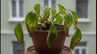 Monsoon Gardening Mistakes That Can Lead To Balcony Plant Damage