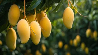 Sadabahar Mango: A Twice-Yearly Delight Revolutionizing Fruit Cultivation