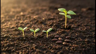 What to Verify before Acting on Bengaluru's Rain-Fed Planting Window
