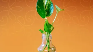 Latest Update On How Plant Cuttings Can Create New Plants