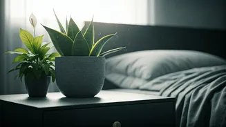 Breathe Easier: 5 Houseplants to Combat Bedroom Humidity