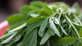 Monsoon alert: Leafy greens pose health risk