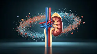 Fitness Frenzy vs. Kidney Health: Navigating Supplements Safely