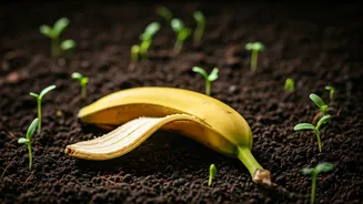 Banana Peels Are Not Garbage, Gardeners Know