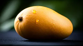 Sadabahar Mango: The Year-Round Delight from Rajasthan's Genius Farmer