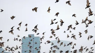 Migratory Bird Report Finds Declines Outnumber Stable or Rising Trends