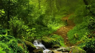 Eco-Lodges Are Perfect For Your Next Rainforest Escape