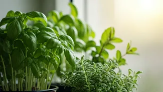 Tiny Herb Gardens Are The New Apartment Flex