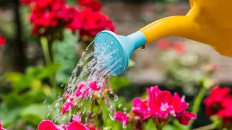 Humid Weather Calls For A Flexible Plant Watering Routine