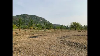 Uneven Monsoon Threatens Spice Production in Southern India
