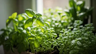Low-Sunlight Homes Can Still Grow Fresh Food