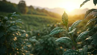 Why Coorg Coffee Plantation Retreats Stays Are Worth It